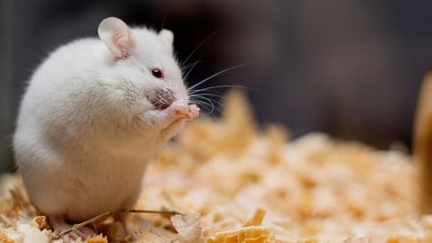 mice