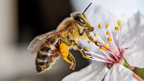 bee_1009