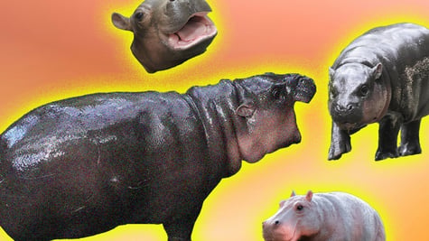 Hippo Moo Deng