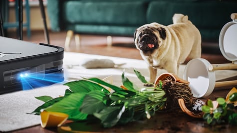 deebot, ecovacs chasing dogs