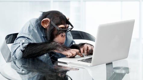 monkey_1101