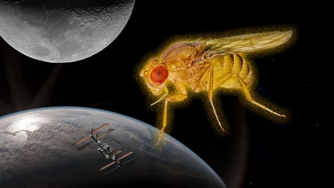 fruit fly in space