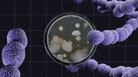 mirror-bacteria