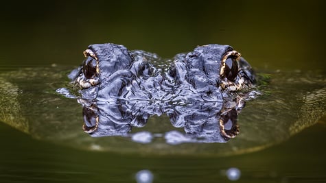 Aligator