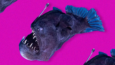 anglerfish
