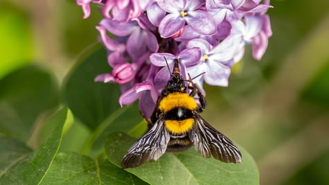 Bumblebee on a flower