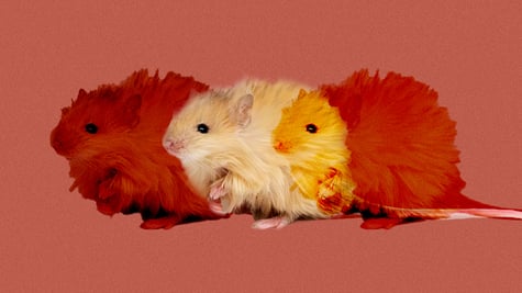 A wooly mouse in evolution