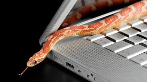 cyber attack snake