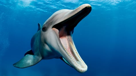 Happy dolphin in the ocean
