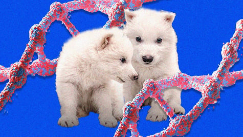 Colossal Biosciences genetically engineered "dire wolves" Remus and Romulus