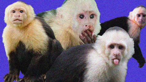 Capuchins going viral.