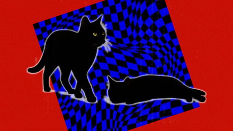 Schrodinger's cat, quantum computing, quantum physics