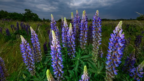 Blue flowers in the field, countryside, rain
