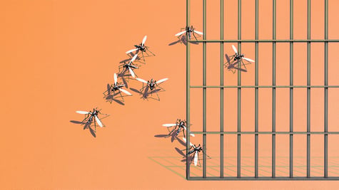 Insect transportation