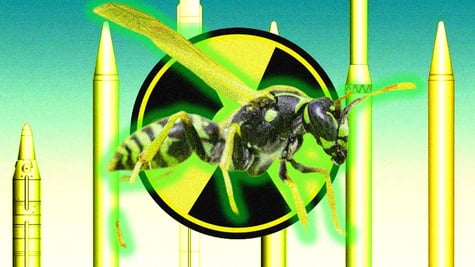 Radioactive wasp; radioactivity; insects