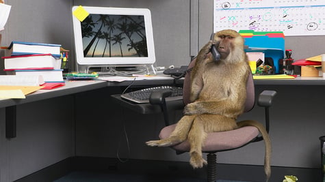 Monkey working with a computer