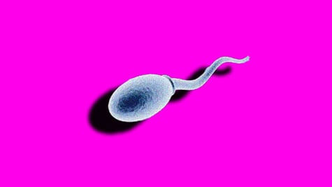 sperm-pink-background