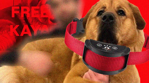A photo of Hassan Pikers dog Kaya complete with shock collar and a "free Kaya" slogan in red.