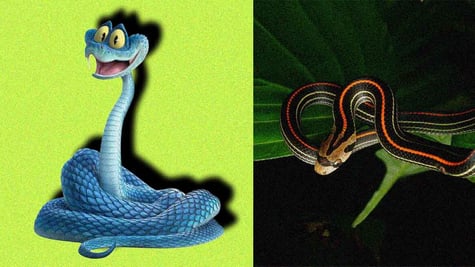 Split-screen of Gary the Snake from Zootopia and an Indonesian blue viper.