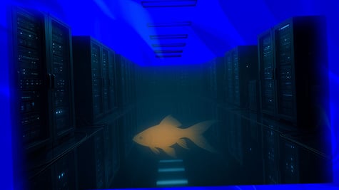 A blurred shot of a server room and a goldfish fading into the background.