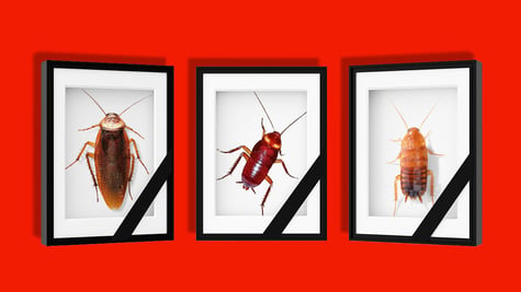 Photos of bugs that are deceased.