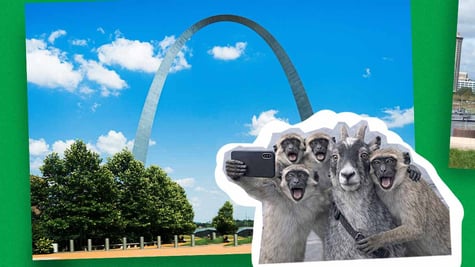 AI-generated image of monkeys and a goat in St. Louis