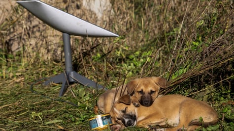 starlink_dogs