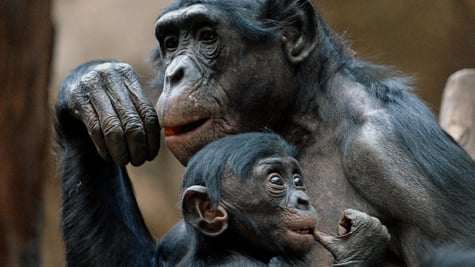 bonobo_ape_baby
