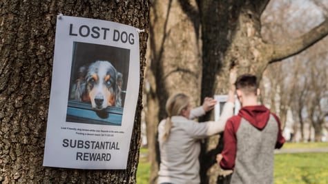 missing pet flyer on tree