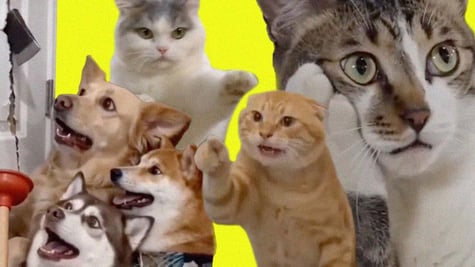 Cats and dogs acting as humans in Chinese AI-generated microdramas