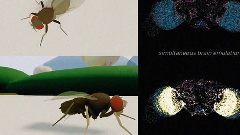 copied the fruit fly brain into a computer simulation