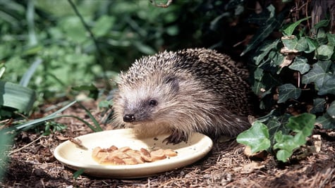 hedgehogGetty