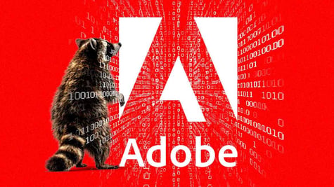 raccoon attacking Adobe