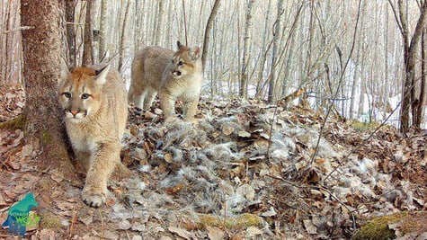 Cougar and Cubs
