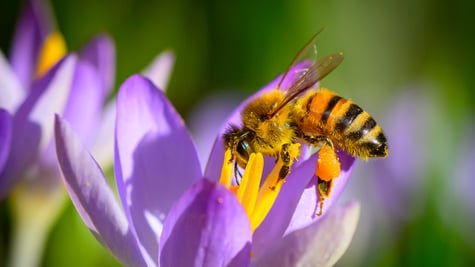 Honeybee on a flower