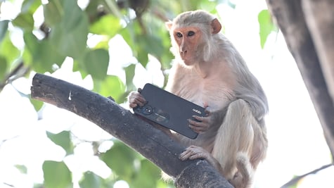 phone snatching monkey