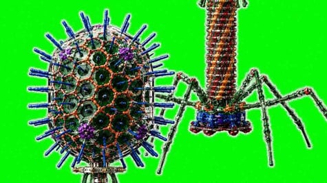 Two parts of bacteriophage, the virus that attacks bacteria