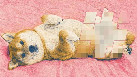 A Shiba Inu dog laying on its back, his private parts censored