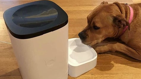 Petlibro smart dog feeder outage