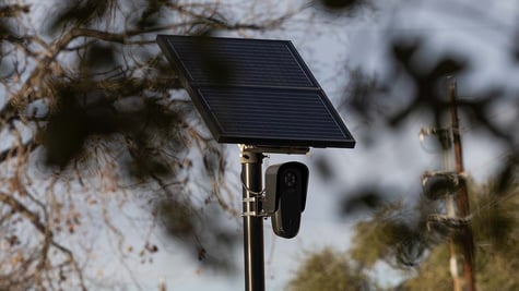 Flock's automated license plate reader (ALPR) camera behind tree branches
