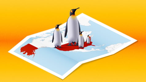 Four penguins on a map where the US is marked