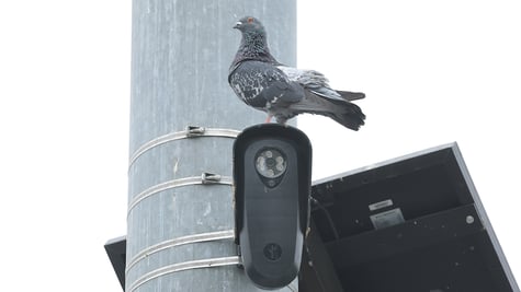 A pigeon perches on a Flock Safety camera, mounted high on traffic signal pole