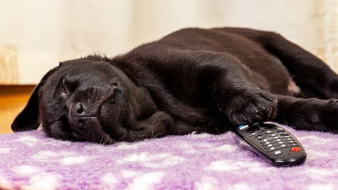Black labrador retriever puppy asleep on a carpet near TV remote