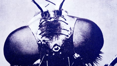 magnified fly head
