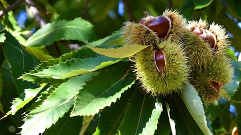 Chestnuts in hedgehogs hang from chestnut branches