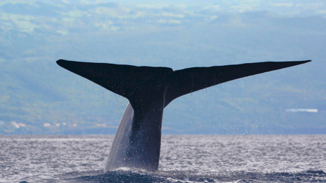 A whale in the ocean.