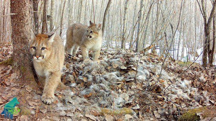 Cougar and Cubs