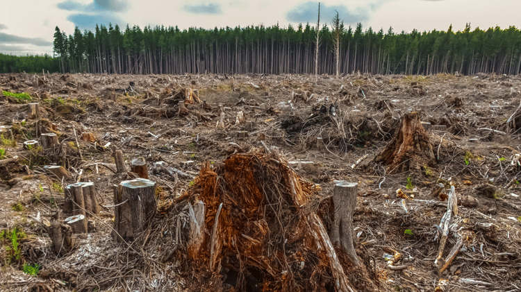 Trees felled in the forest.