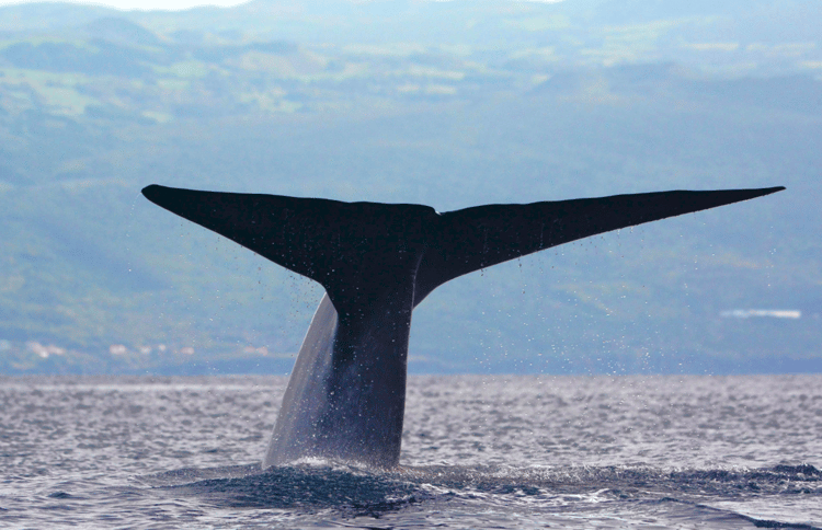A whale in the ocean.