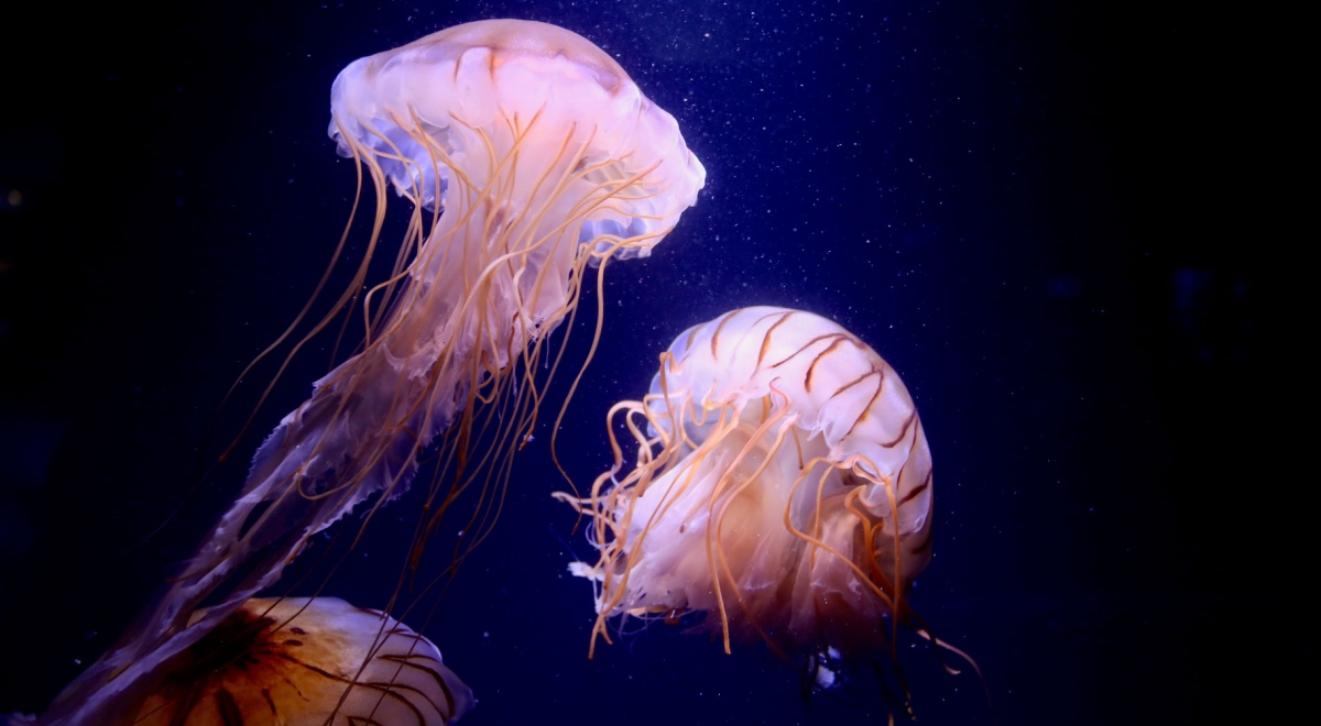'Cyborg jellyfish
